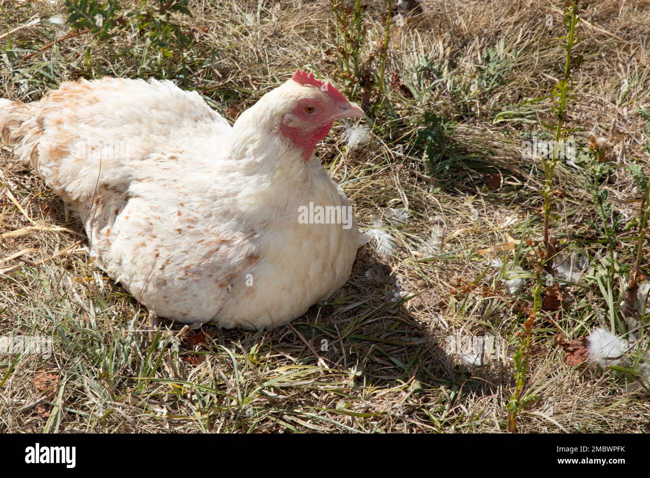 white hen sitting in the garden lays a chicken egg in coop hens house