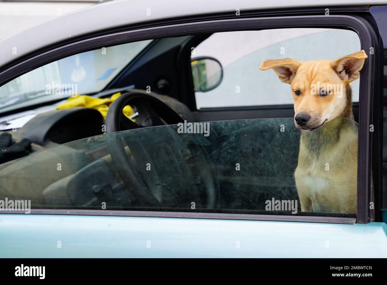 Cute dog sit in the car making serious face on the front seat Stock