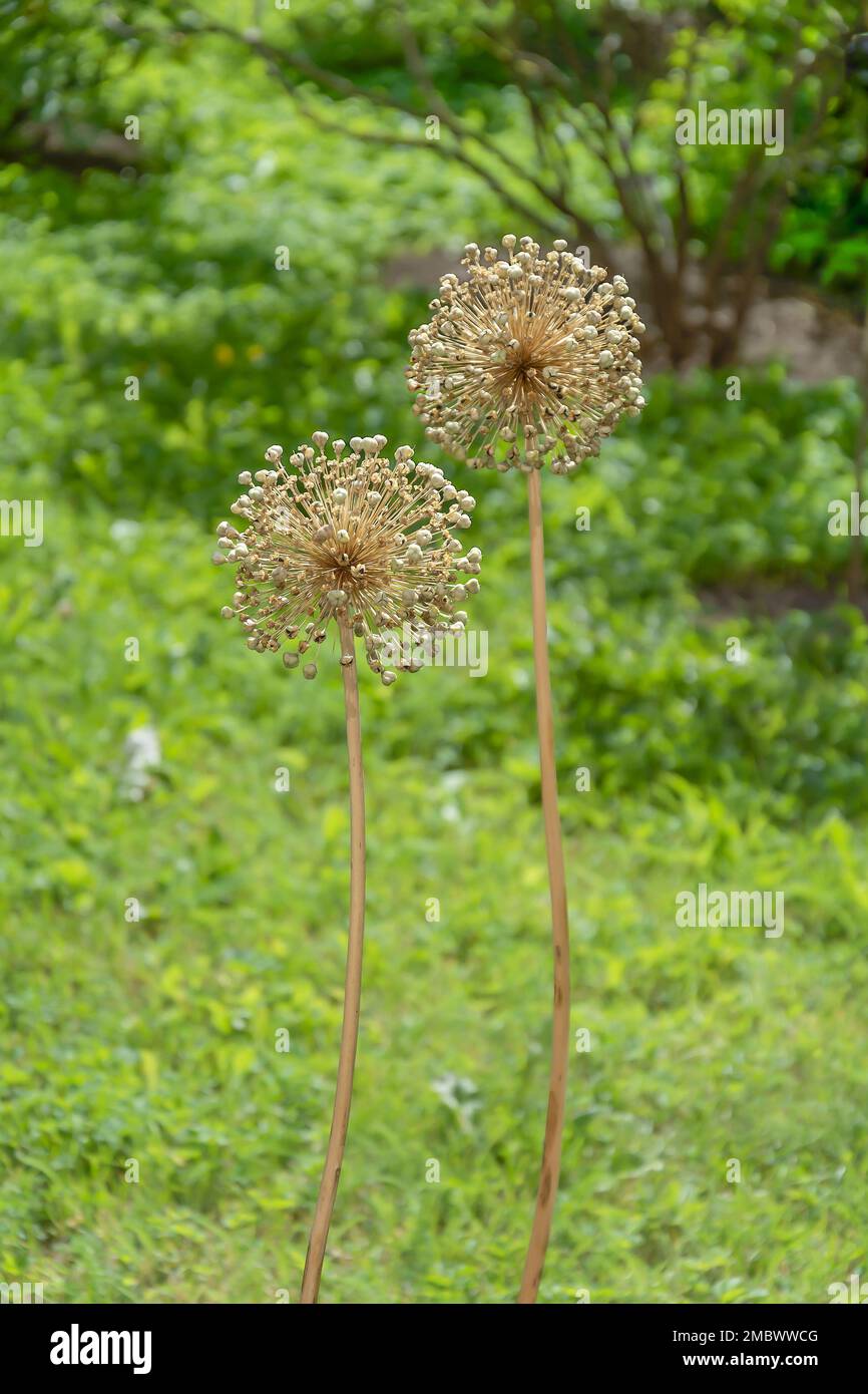 Spherical seeds hi-res stock photography and images - Alamy