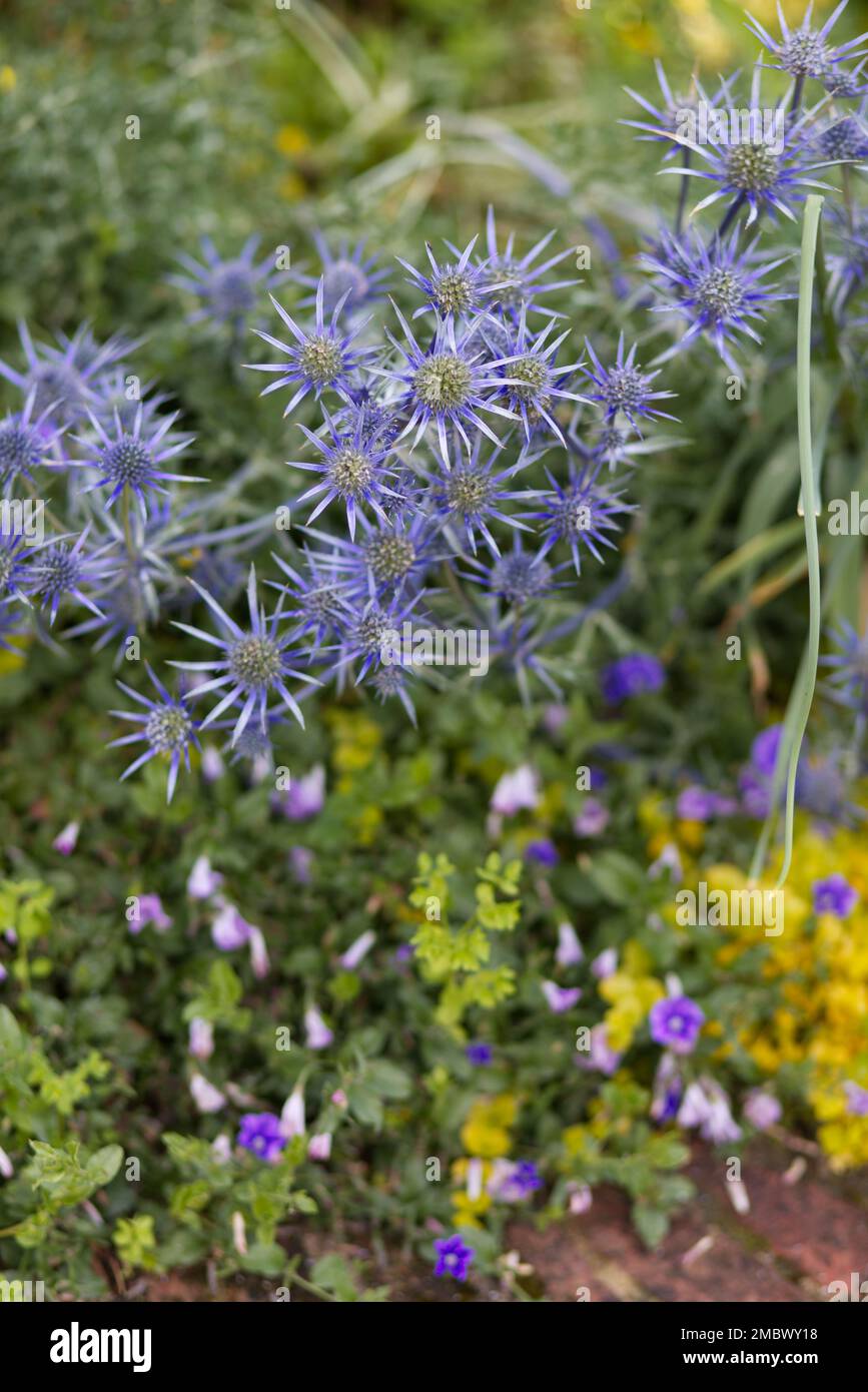 Sea Holly flowering in the garden Stock Photo