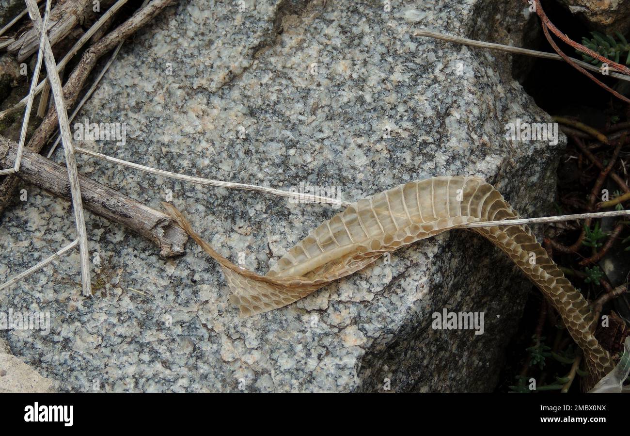 Shedding Snake Skin On A Stone Stock Photo - Alamy
