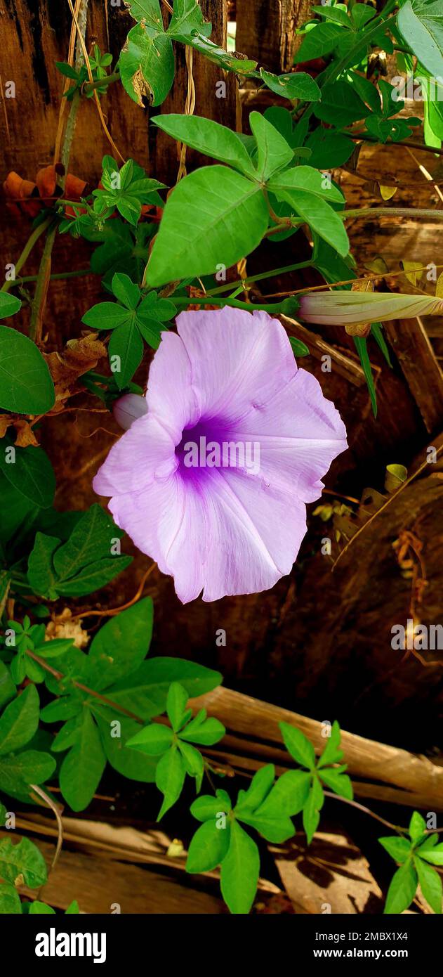 A vertical closeup shot of a purple Trumpet flower and green leaves around Stock Photo