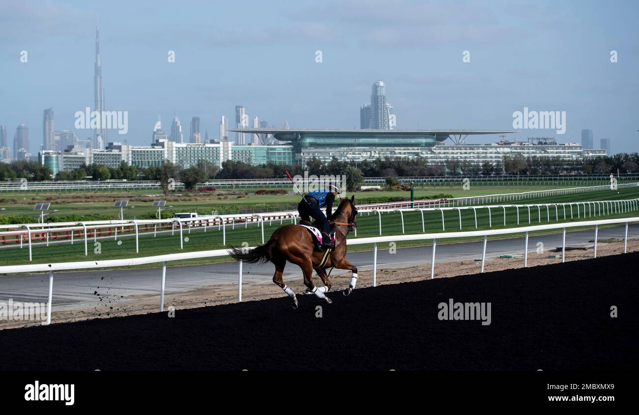 The UAE Derby contender Get Back Goldie gallops on the training track