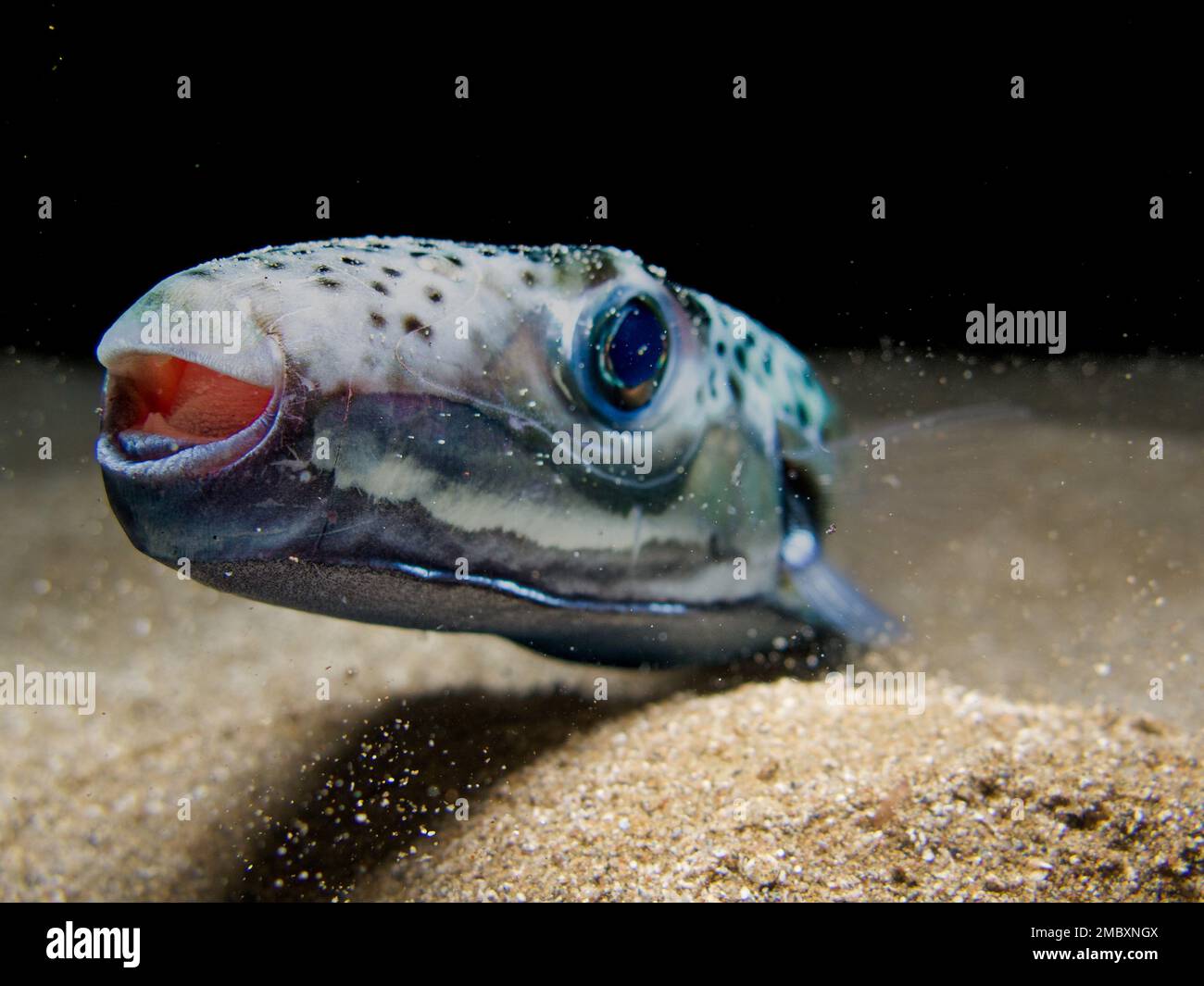 Silver Cheeked Toadfish Lagocephalus Sceleratus Stock Photo Alamy Silver Cheeked Toadfish Lagocephalus Sceleratus Stock Photo Alamy