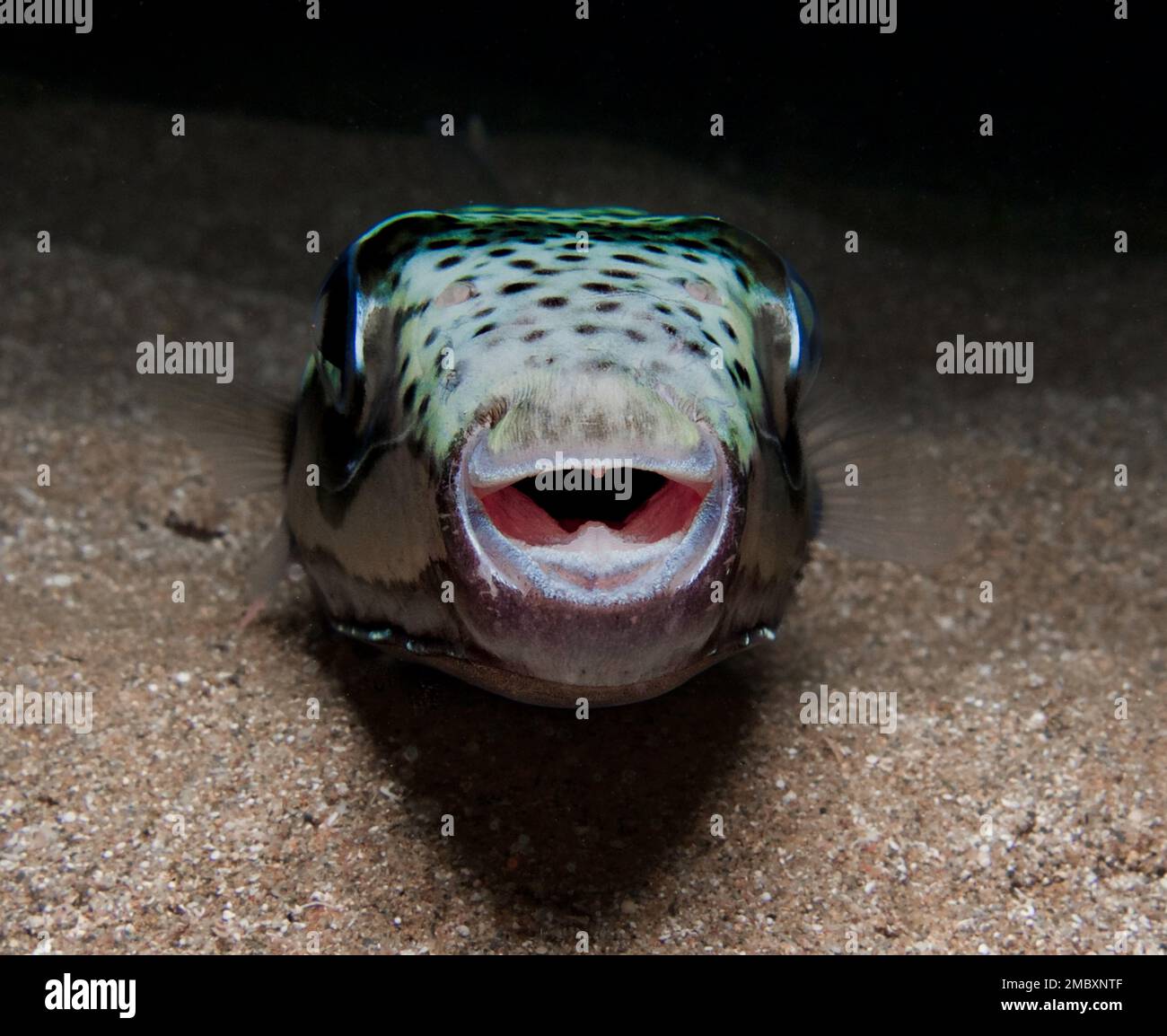 Silver Cheeked Toadfish Lagocephalus Sceleratus Stock Photo Alamy Silver Cheeked Toadfish Lagocephalus Sceleratus Stock Photo Alamy