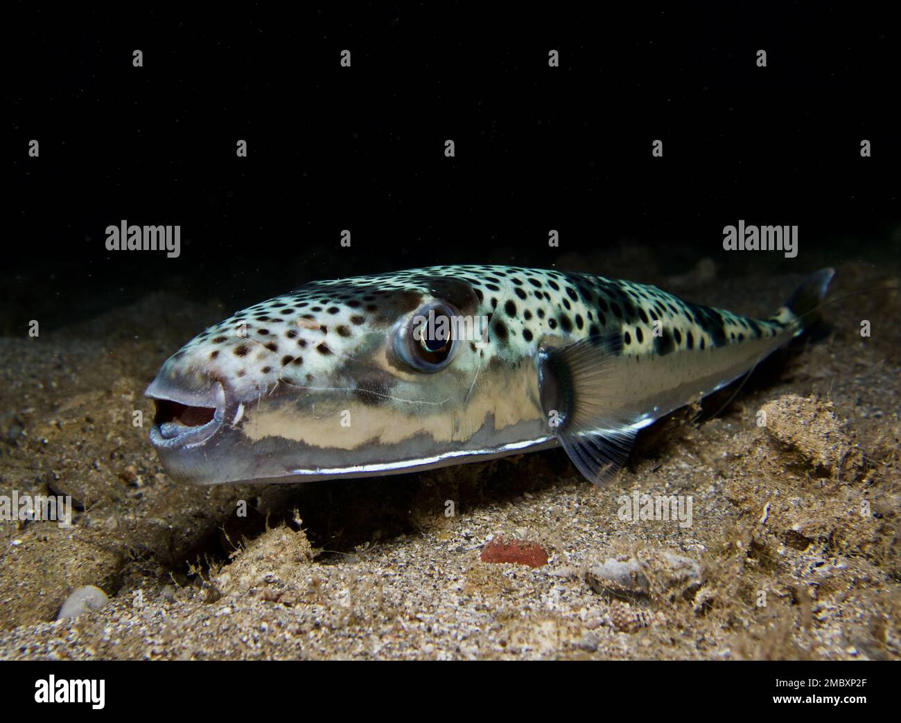 Silver Cheeked Toadfish Lagocephalus Sceleratus Stock Photo Alamy Silver Cheeked Toadfish Lagocephalus Sceleratus Stock Photo Alamy