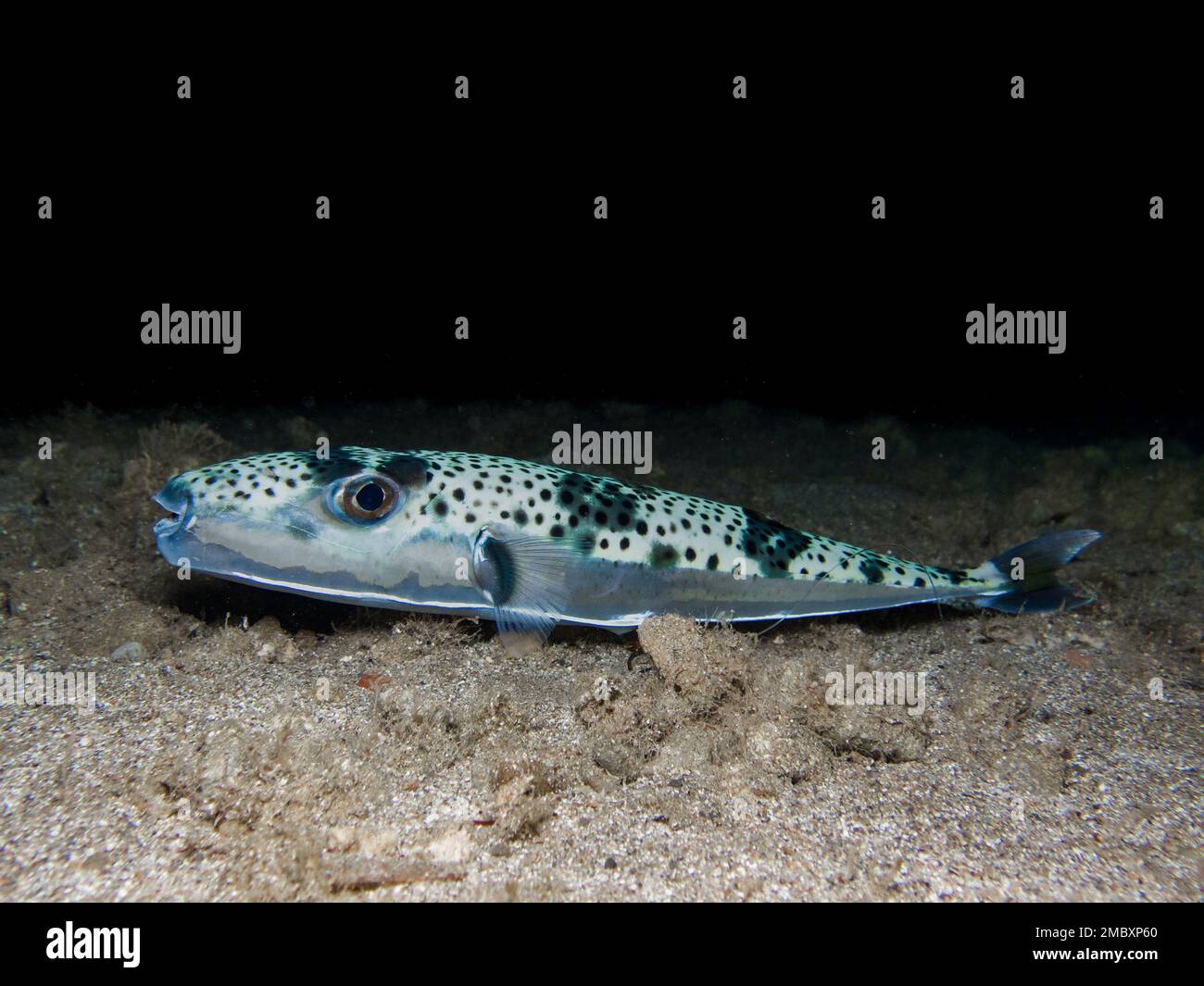 Silver - cheeked toadfish - Lagocephalus sceleratus Stock Photo - Alamy