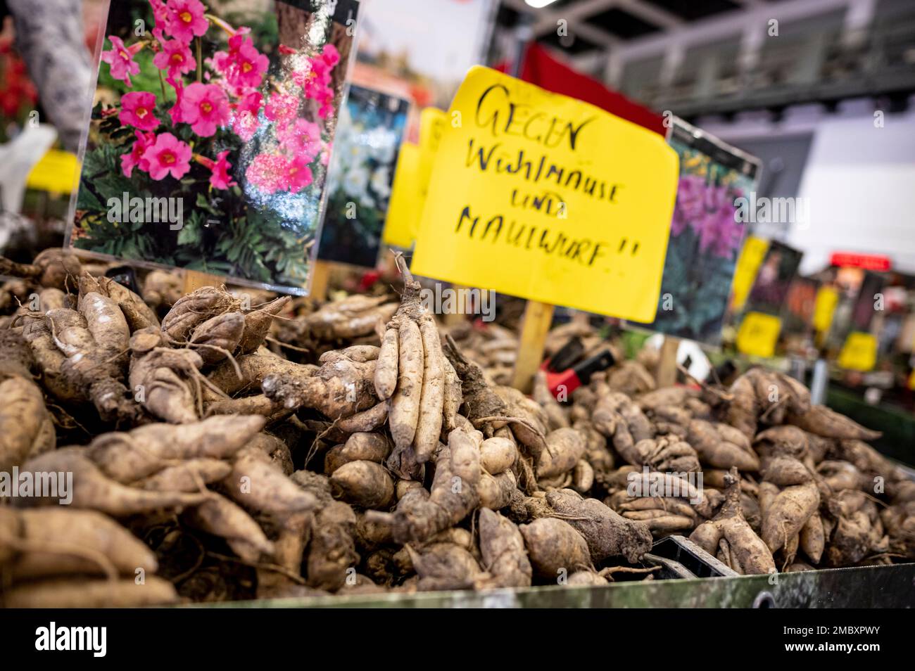 Berlin, Germany. 20th Jan, 2023. Tubers of an outdoor gloxia (Incarvillea delavayi) lie in a basket at Green Week. Credit: Fabian Sommer/dpa/Alamy Live News Stock Photo