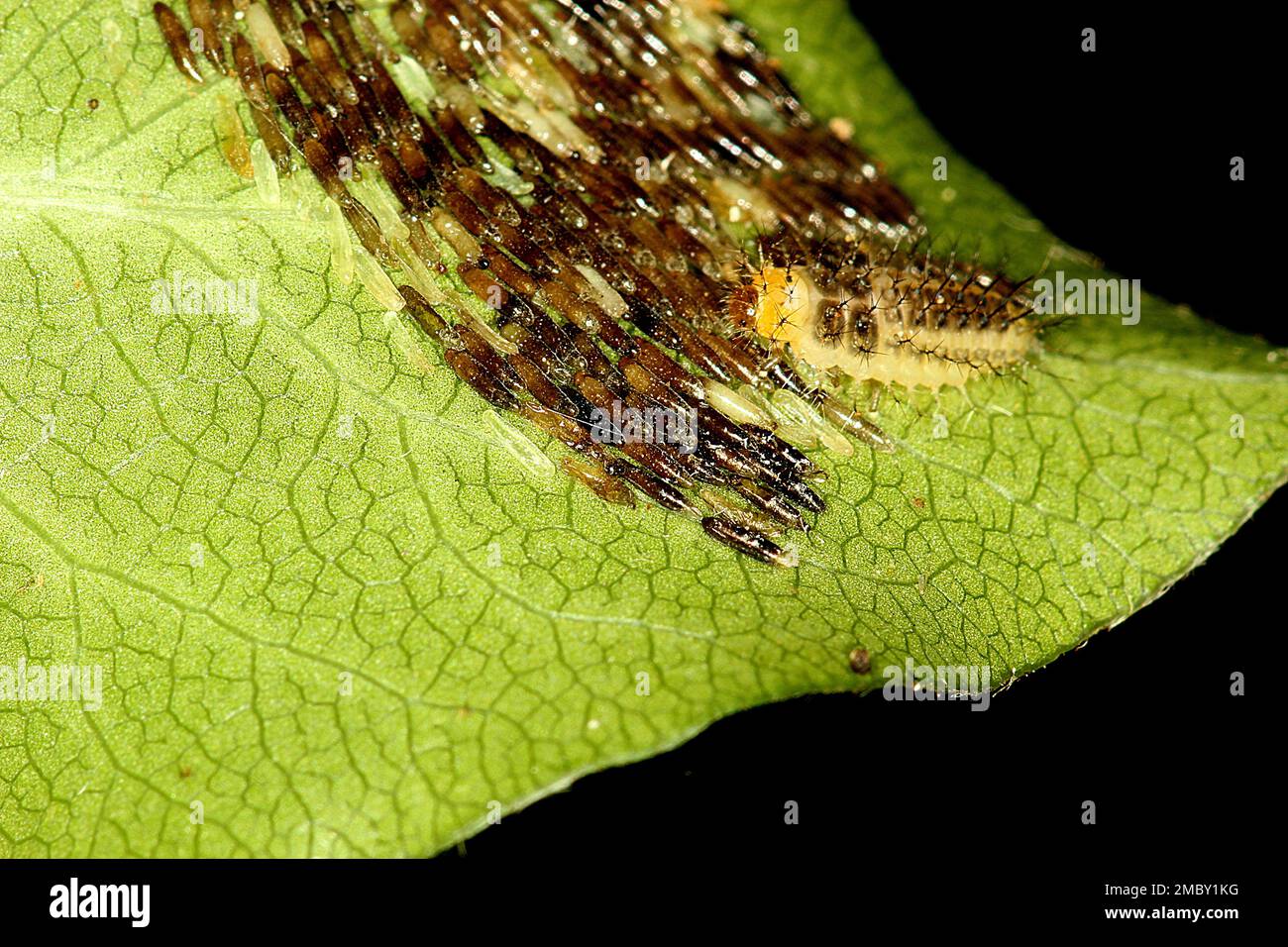 Ladybird beetles (Harmonia, Adalia, Halmus spp.) Stock Photo