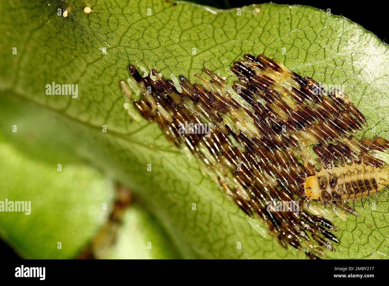 Ladybird beetles (Harmonia, Adalia, Halmus spp.) Stock Photo