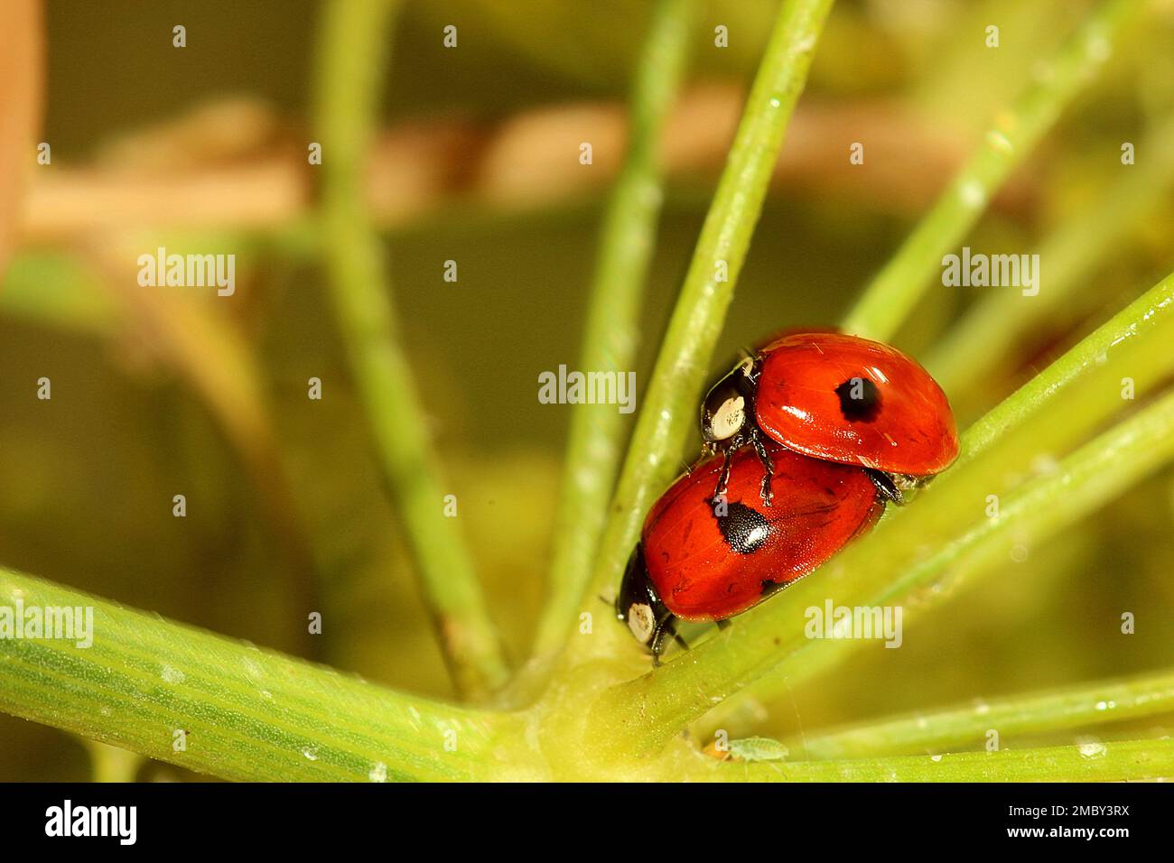 Ladybird beetles (Harmonia, Adalia, Halmus spp.) Stock Photo