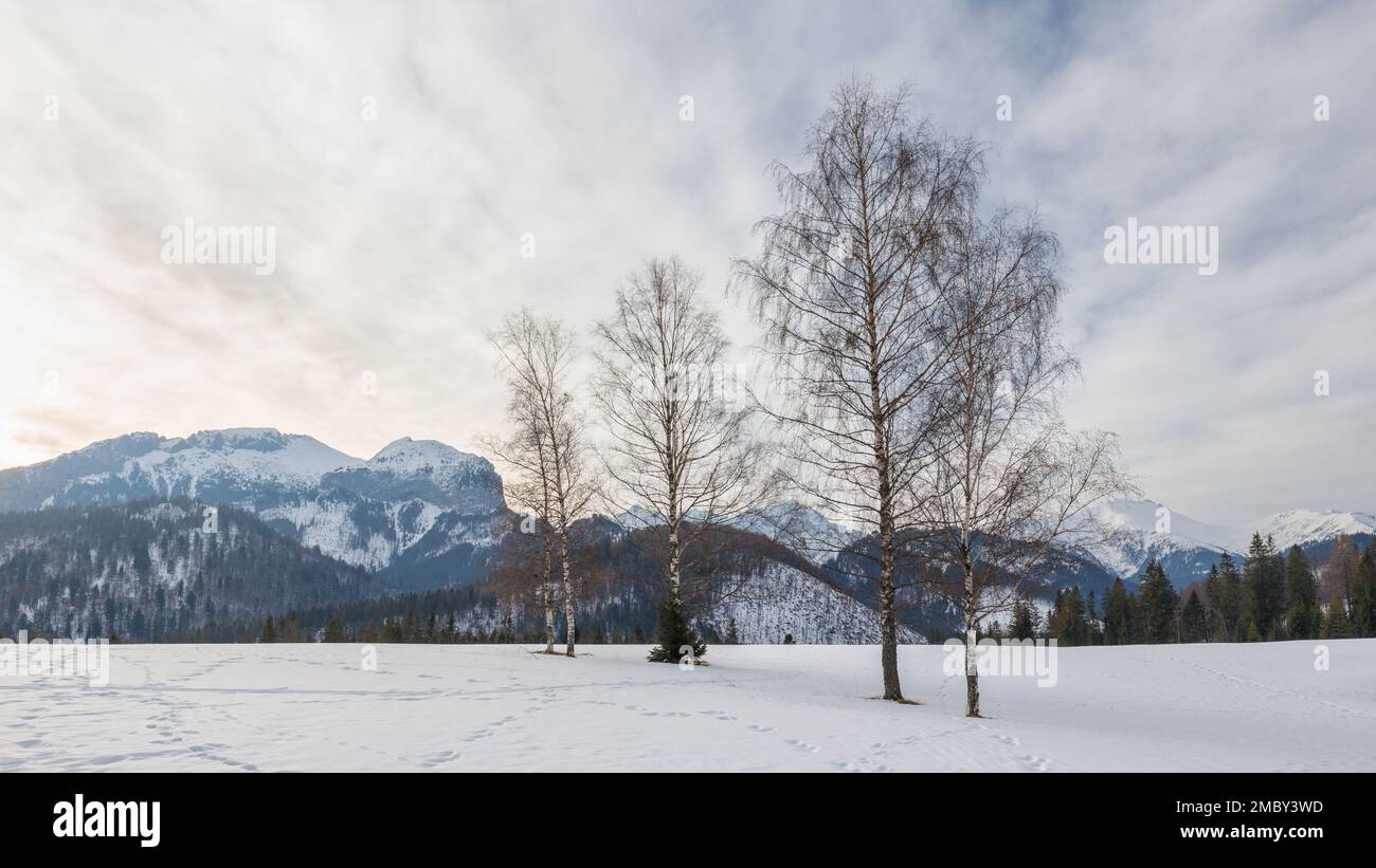 View of the winter snowy landscape with mountains in the background. High Tatras National Park, Slovakia, Europe. Stock Photo