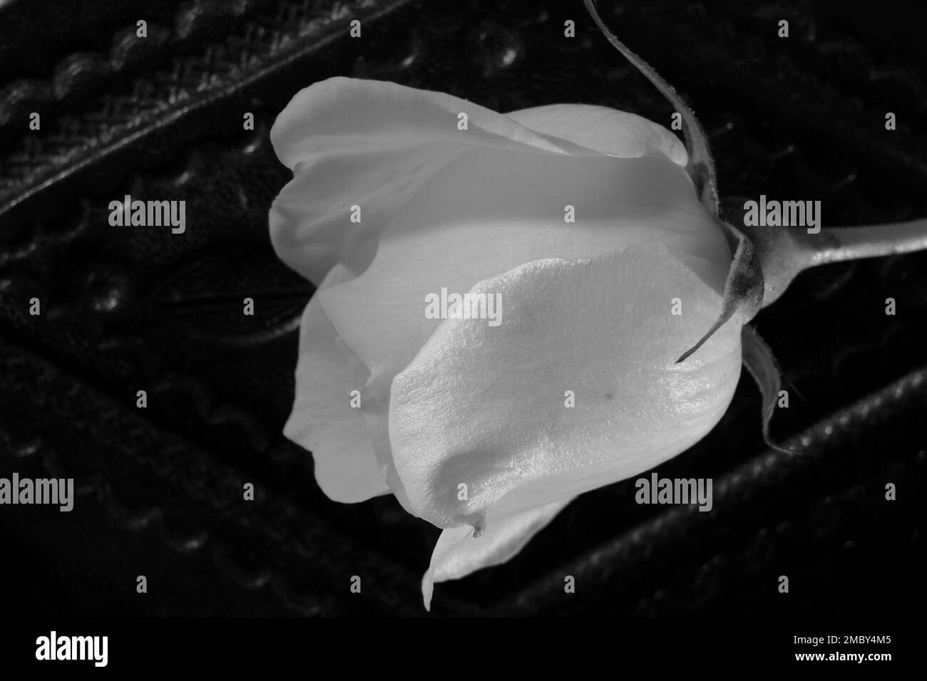 sad rose in black and white Stock Photo Alamy