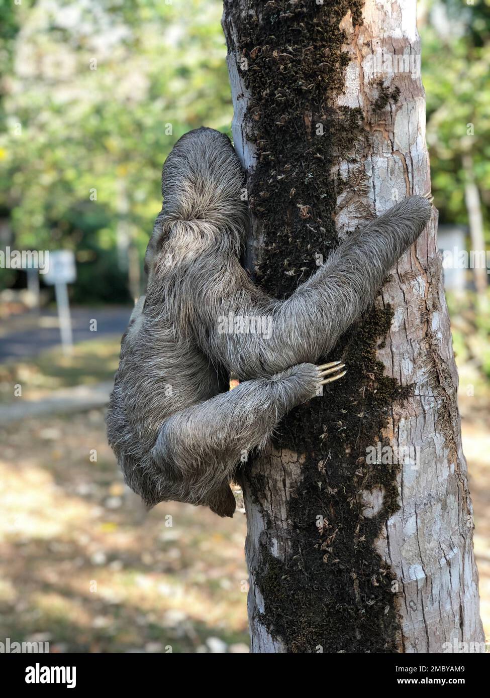 Pale throated sloth hi-res stock photography and images - Alamy