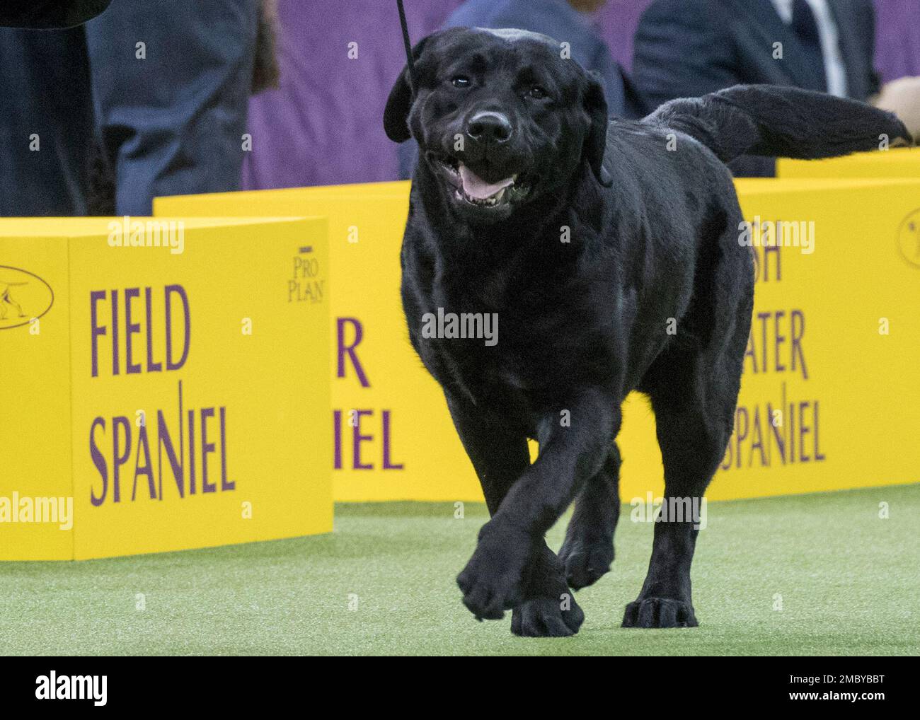 FILE Memo a Labrador retriever competes in the sporting group during the 142nd Westminster Kennel Club Dog Show at Madison Square Garden in New York Feb. 13 2018. The American Kennel