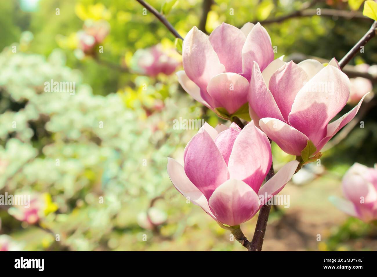 Blossoming of magnolia flowers in spring time Stock Photo - Alamy
