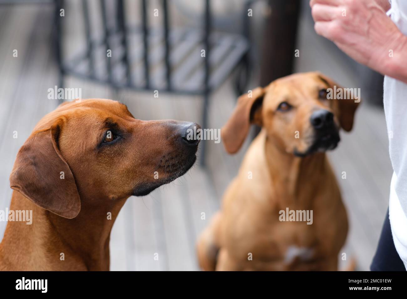 The Rhodesian Ridgeback is a dog breed bred in the Southern Africa region. Stock Photo