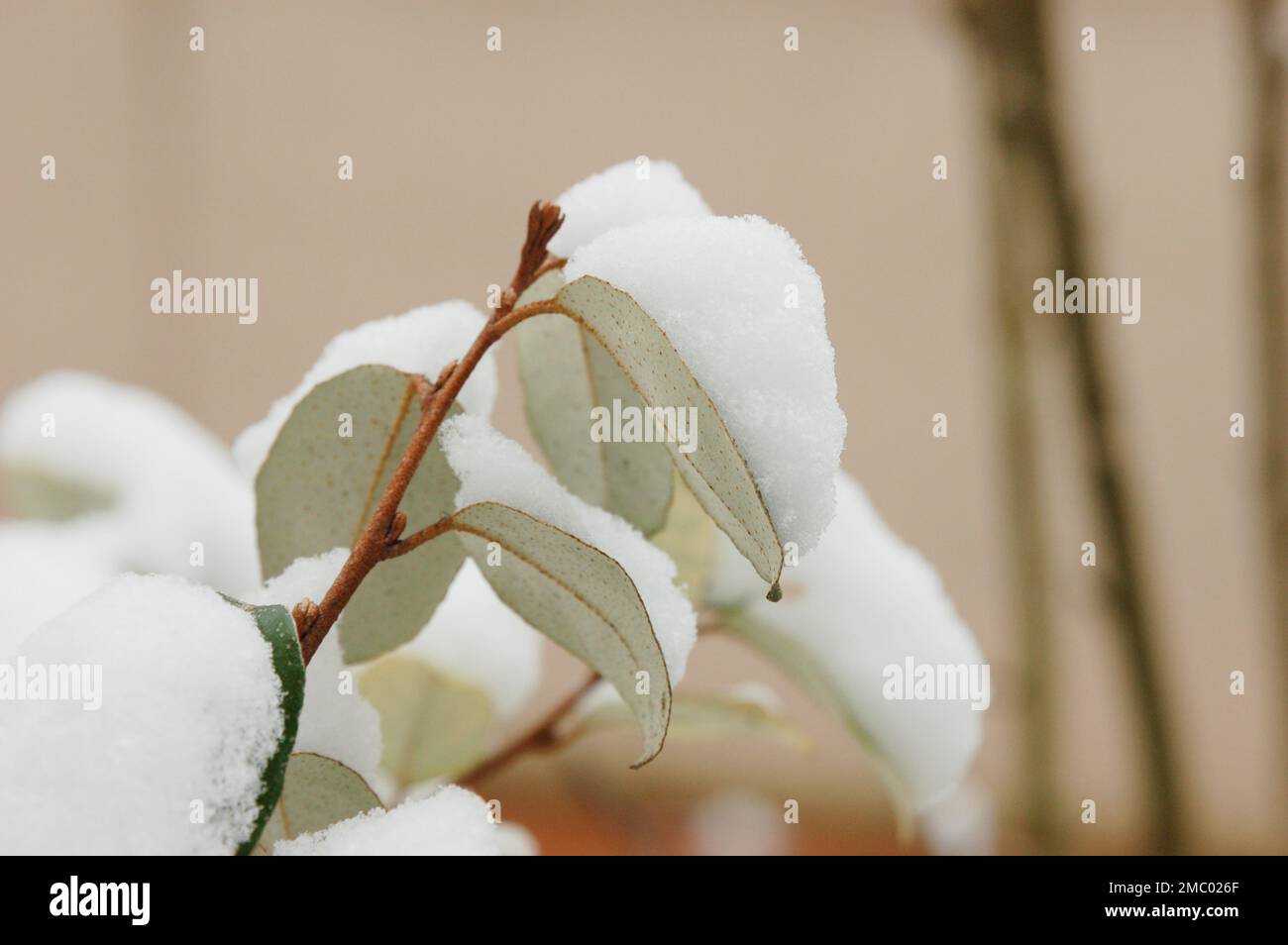 Snow covering the evergreen leaves of an eleagnus shrub in winter in