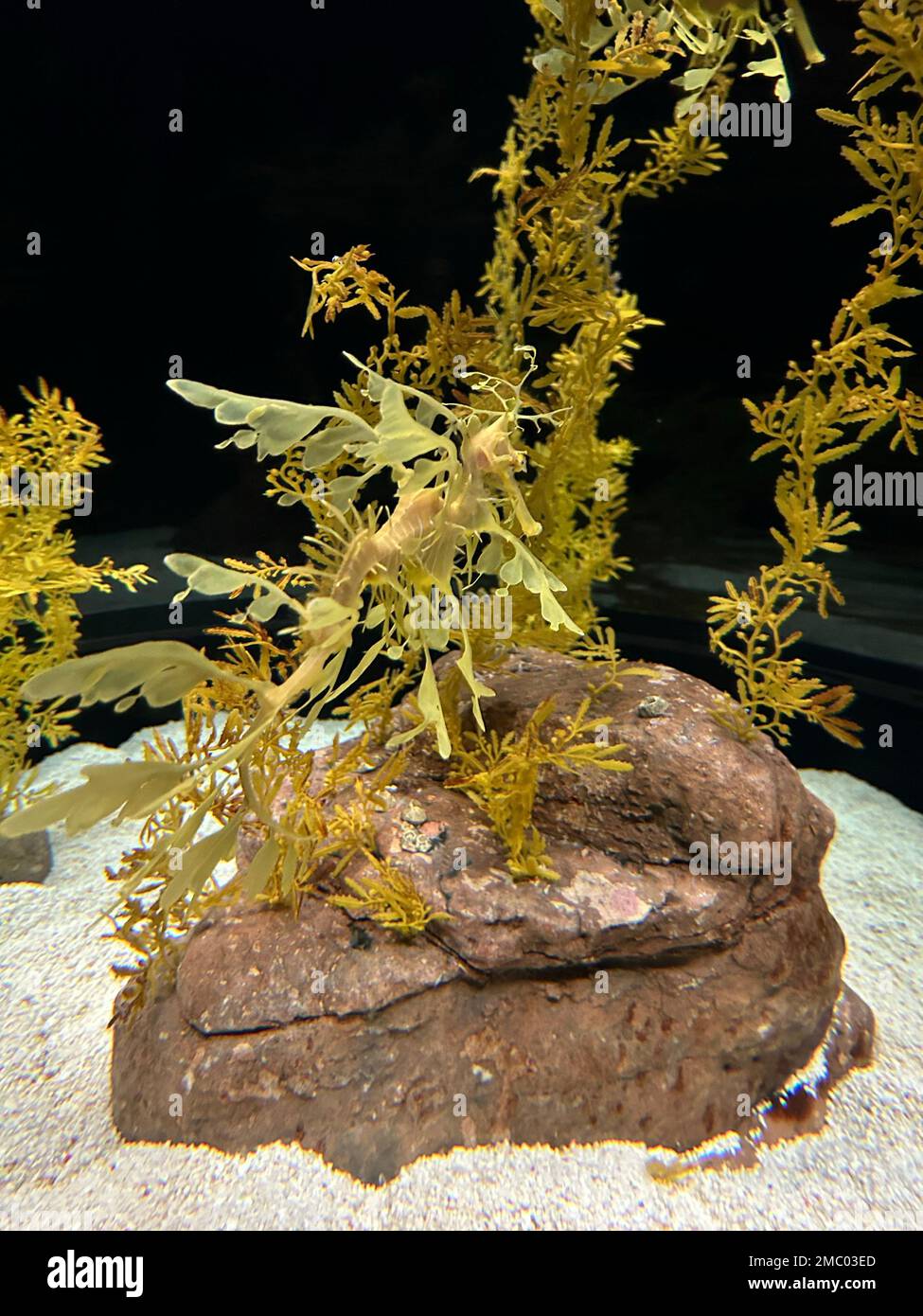 A vertical shot of a Leafy Sea Dragon swimming inside an aquarium Stock Photo