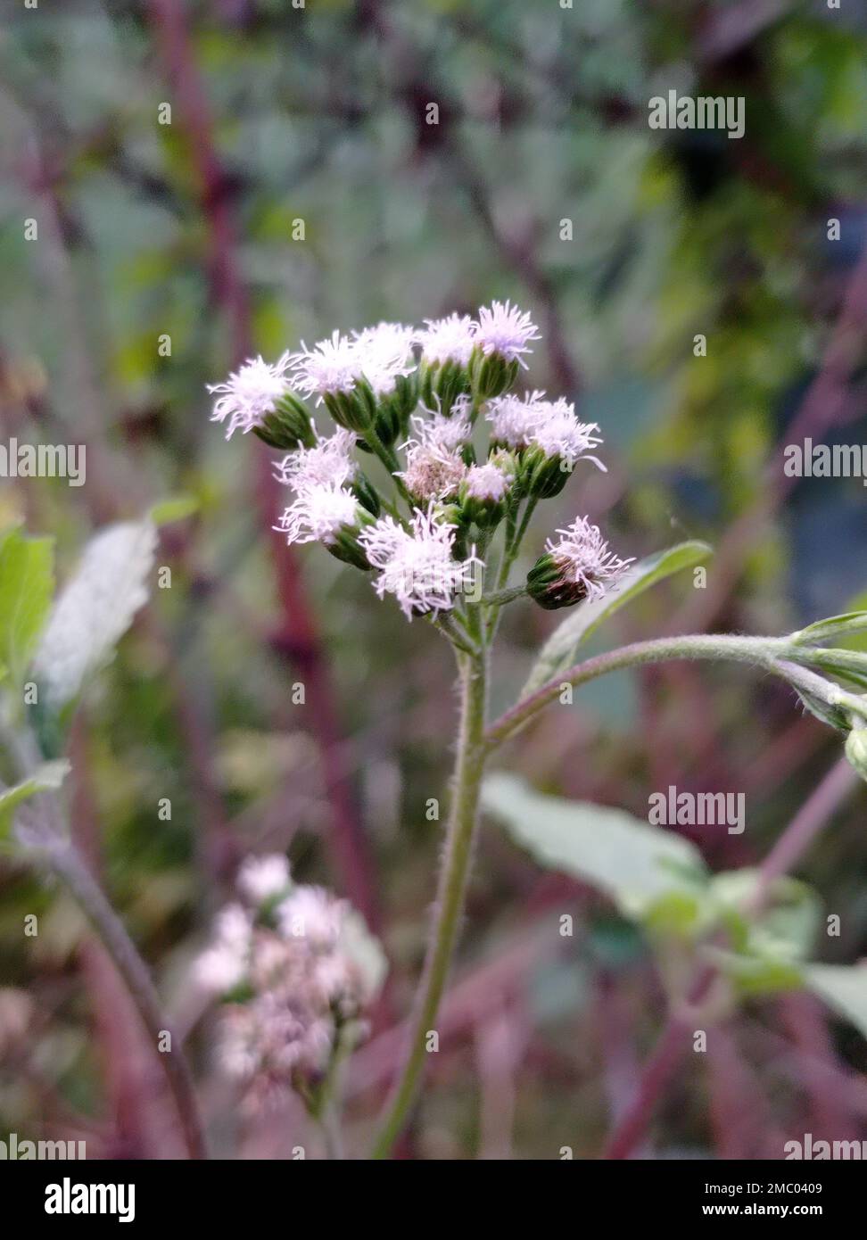 A vertical selective focus view of invasive Billygoat weed plant in a meadow Stock Photo