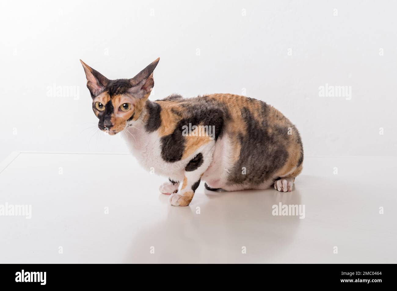 Cornish Rex Cat Isolated on White Background Stock Photo