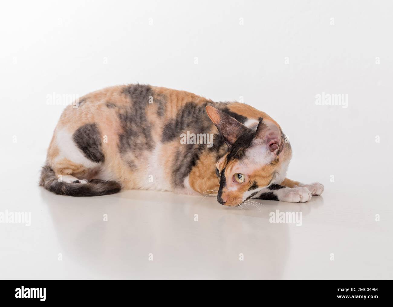 Cornish Rex Cat Isolated on White Background Stock Photo