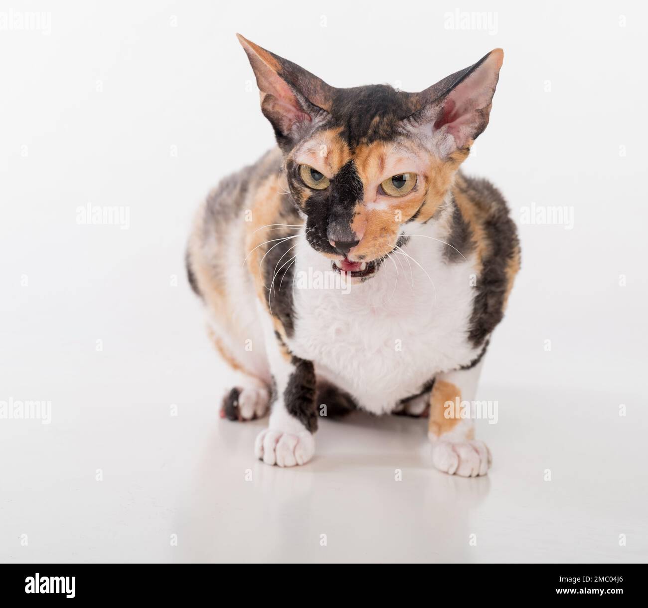 Cornish Rex Cat Isolated on White Background Stock Photo