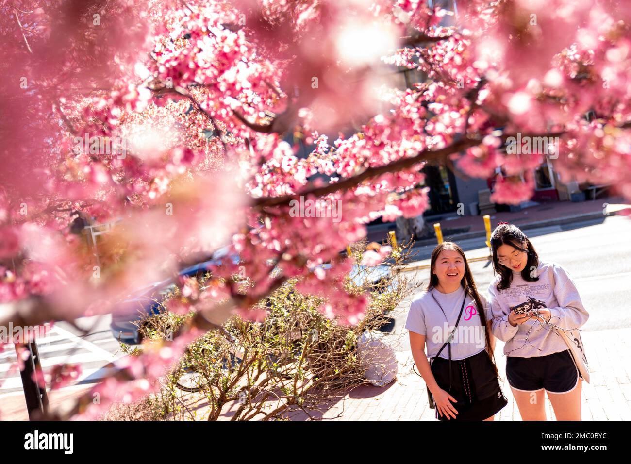 National Cherry Blossom Festival Returns