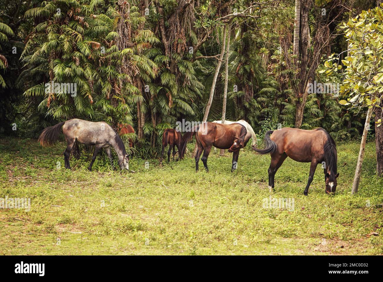 Group of white and brown horses grazing next to African jungle trees background, horseriding in Madagascar Stock Photo