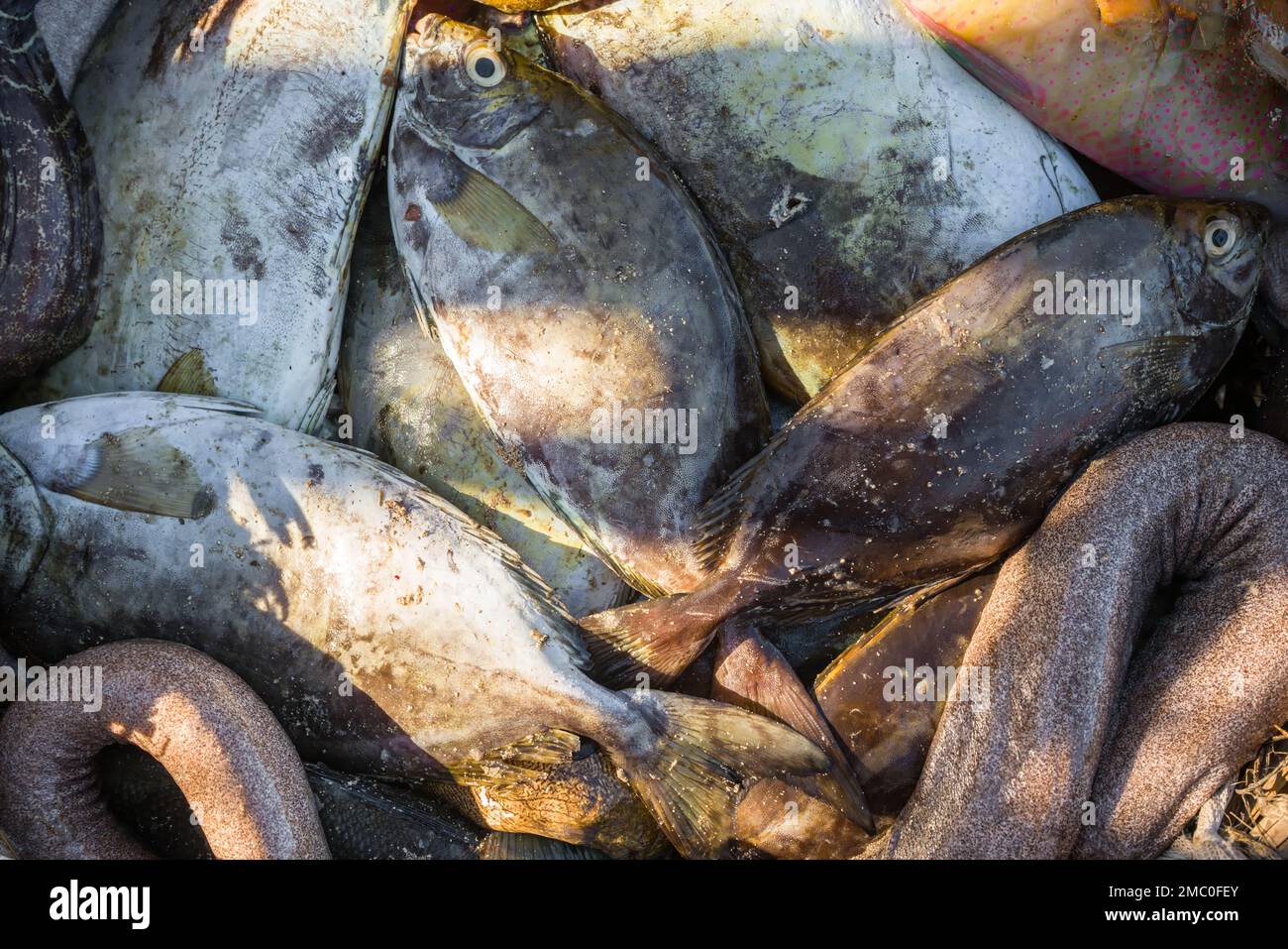 Freshly caught seafood fish on display at beach near fishing village, closeup detail Stock Photo