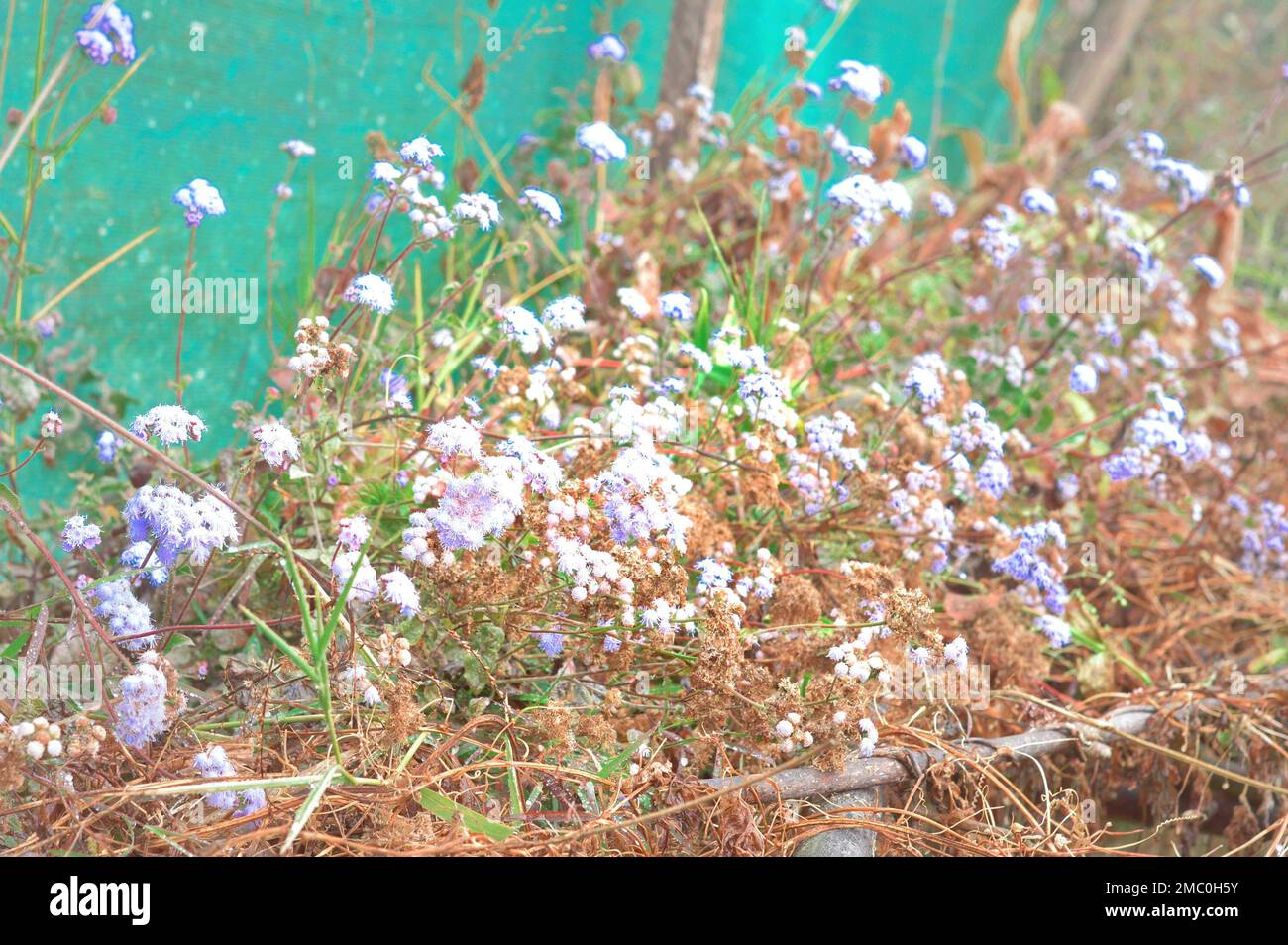 Little White lavender flower plant in a flower garden. Stock Photo