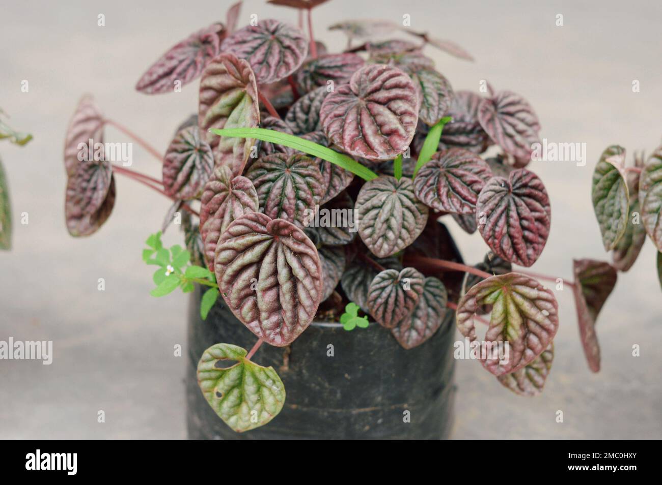 Decorative House Plant on a flower tub isolated. Stock Photo