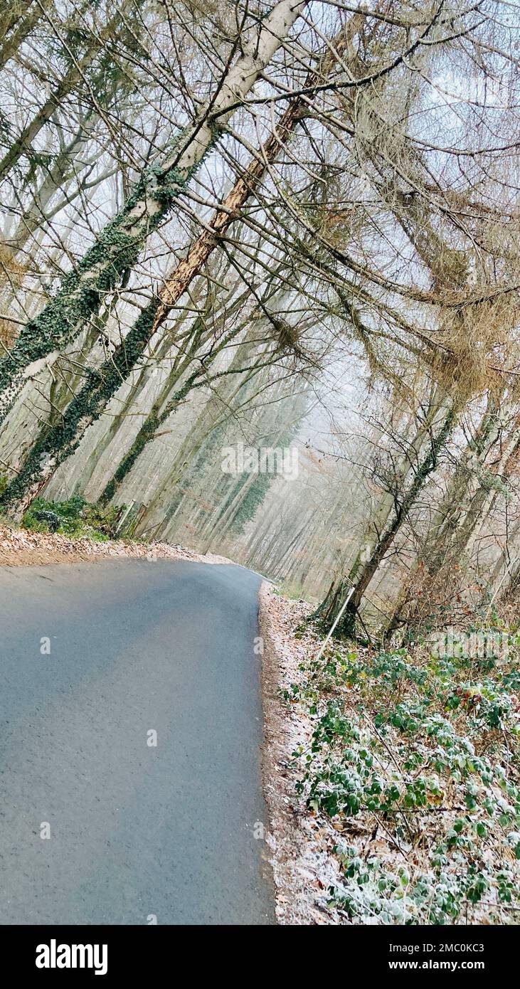 An image of a road in the middle of tall trees in the fog Stock Photo ...