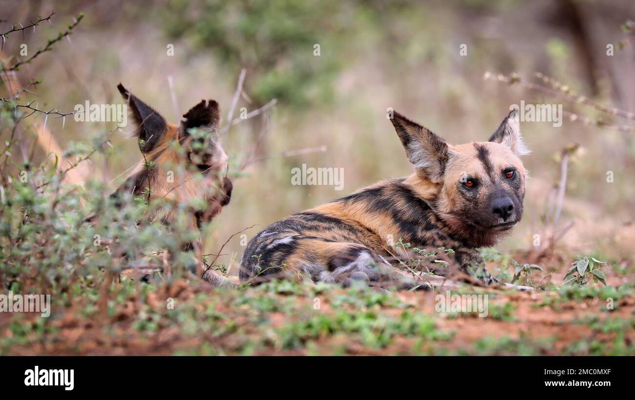 African wilddog at Kruger National Park, South Africa Stock Photo