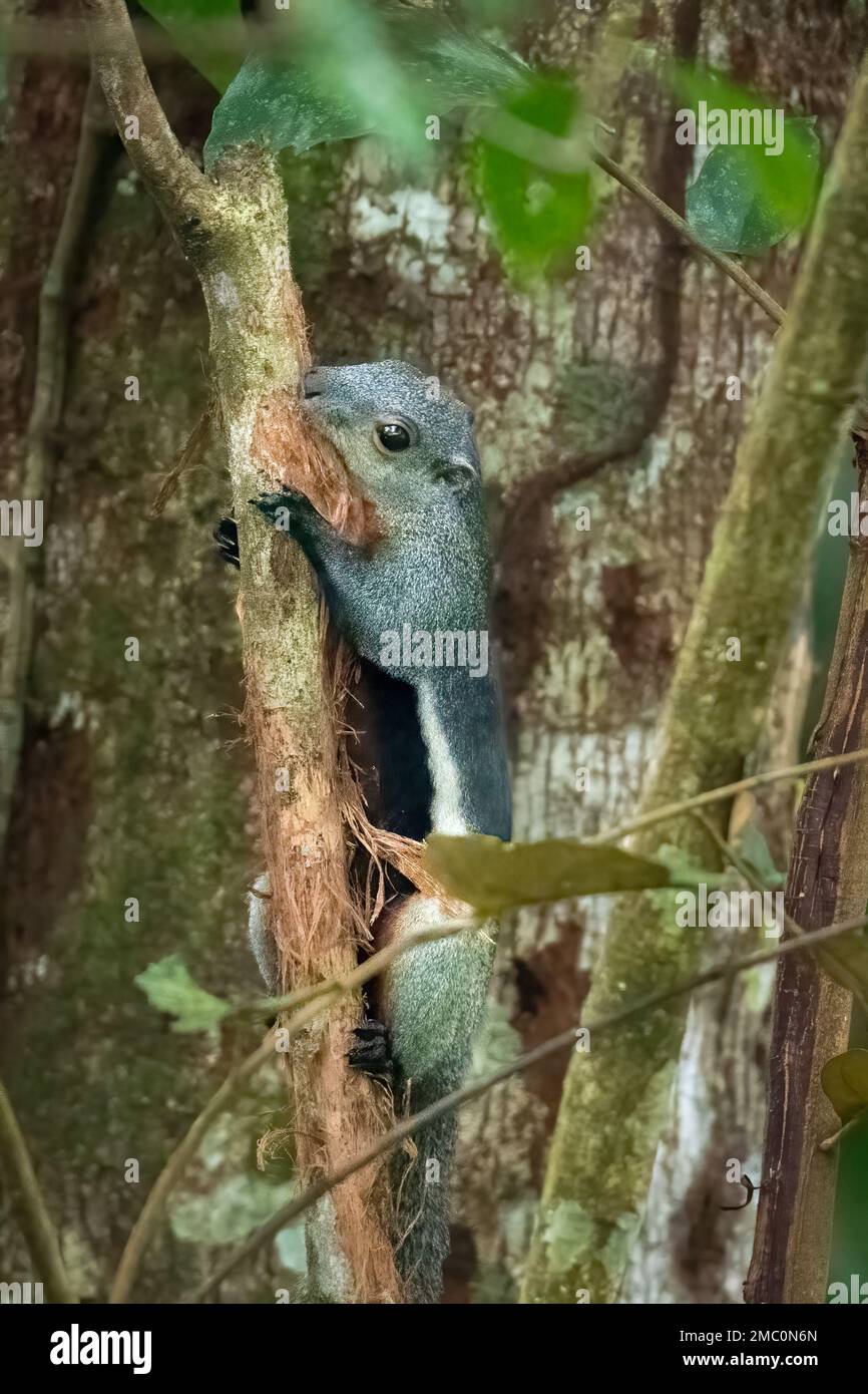 Giant squirrel (Ratufa affinis), Collecting Bark, Mulu, Borneo Stock Photo