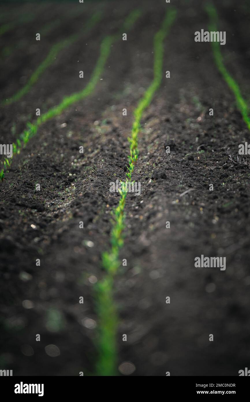 A maize rossada grows from seed from the ground in a field in spring ...