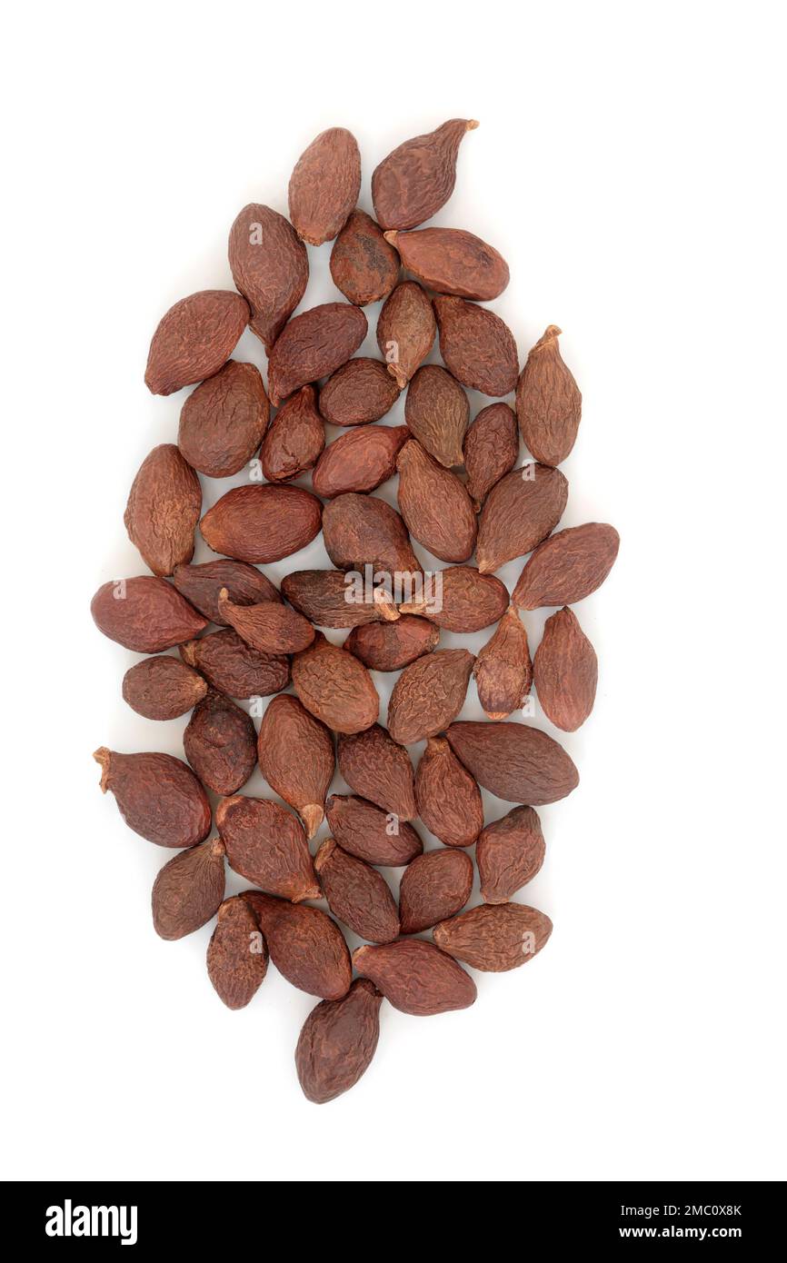 Boat sterculia seed used in Chinese herbal medicine to treat coughs