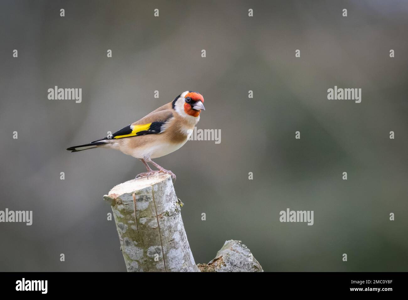 British Goldfinch, on sawn wooden branch. Nicely bokehed background in soft brown tone.Finch is gazing towards space to right. Stock Photo