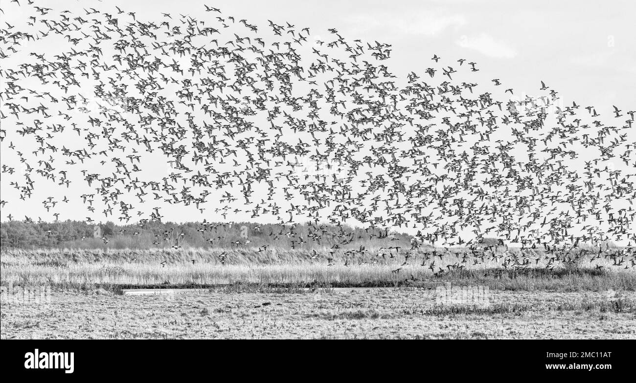 Huge Flock of Over-wintering Wigeon at Holkham National Nature Reserve in Norfolk on a Cold January Morning Stock Photo
