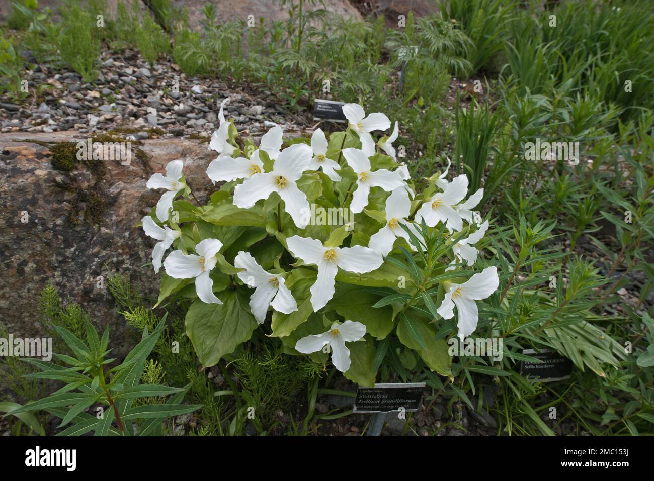 Trefoil (Trillium grandiflorum), Tromso Arctic-Alpine Botanical Garden, Norway Stock Photo