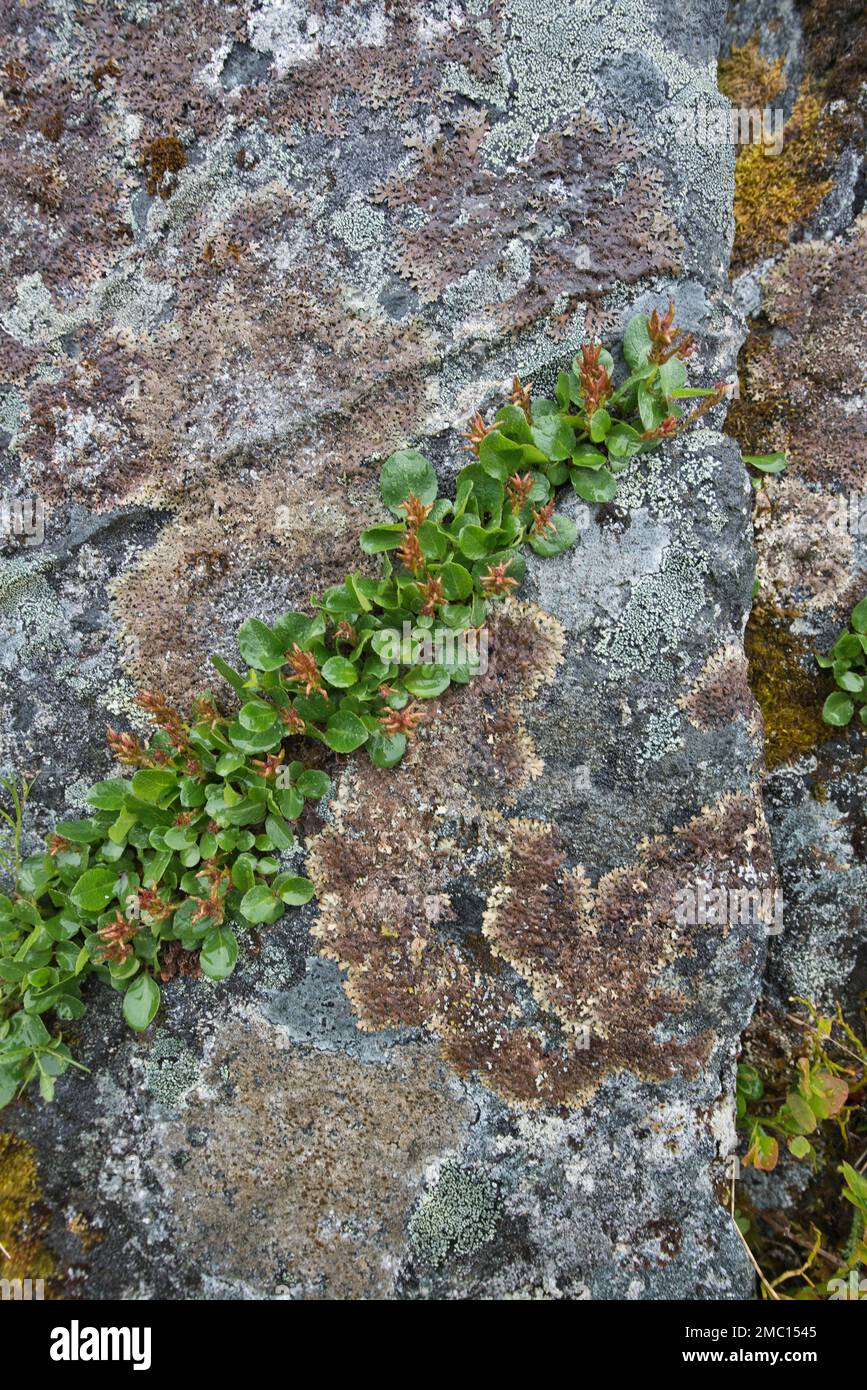 Reticulated willow (Salix reticulata) in lichen-covered rock, Kvaloya, Norway Stock Photo