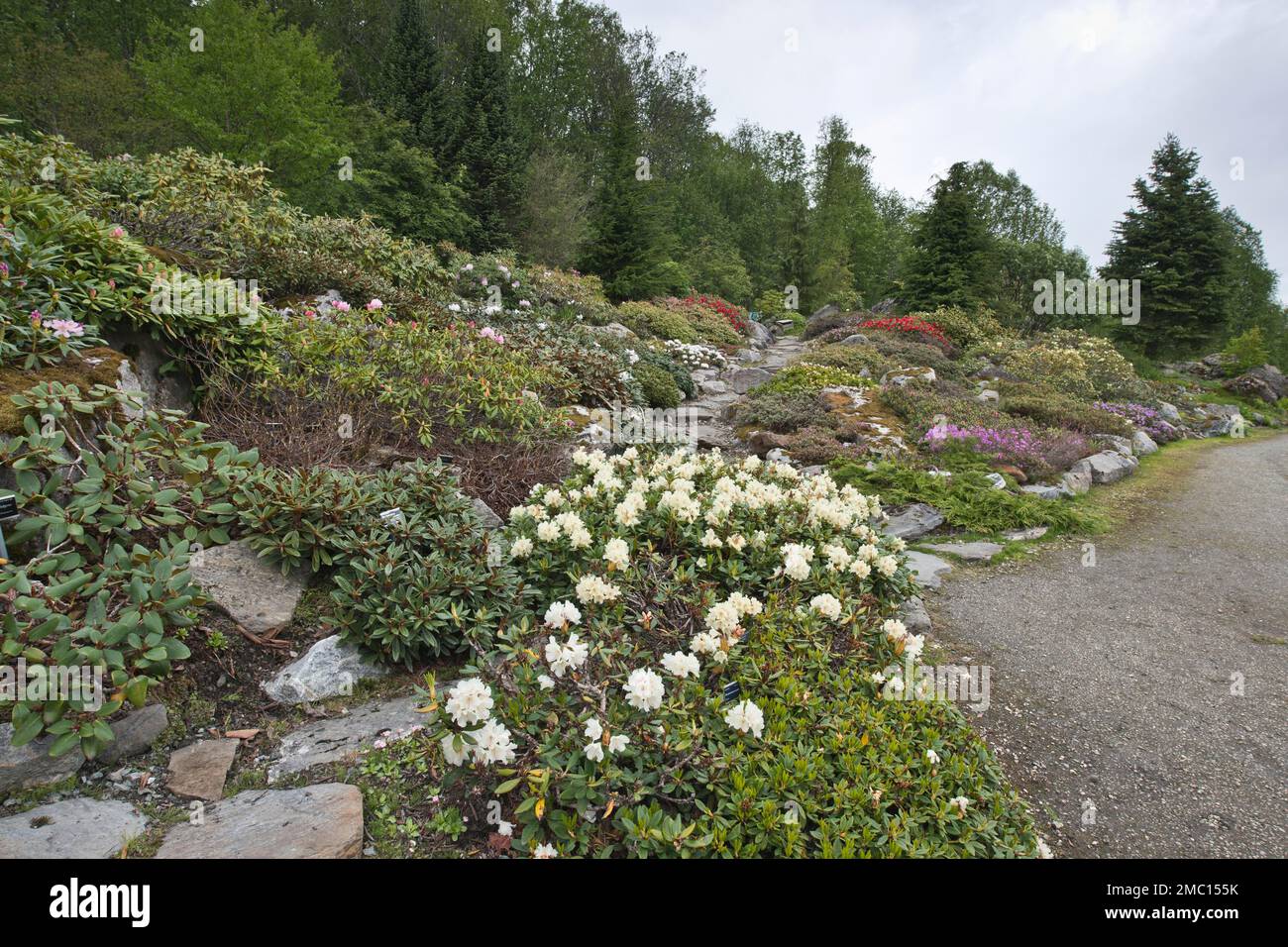 Tromso Arctic-Alpine Botanical Garden, Norway, rhododendrons (Rhododendron) Stock Photo