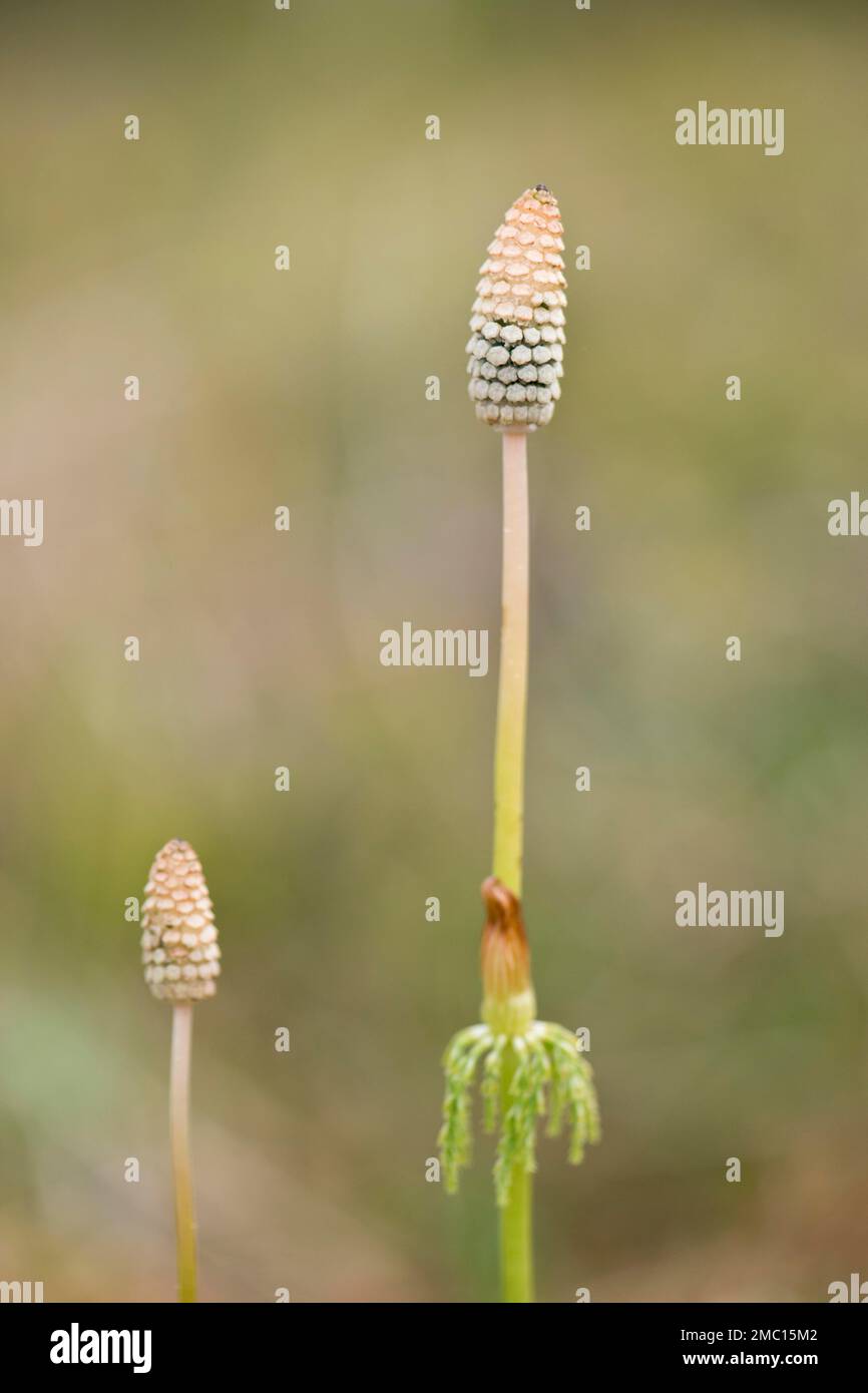 Common horsetail (Equisetum sylvaticum), Kvaloya, Norway Stock Photo