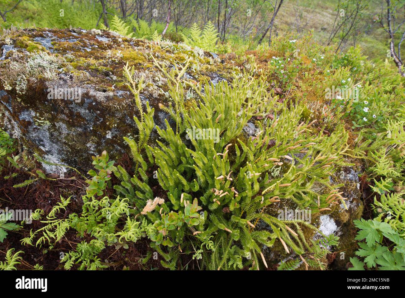 Marsh clubmoss (Lycopodiella inundata), Kvaloya, Norway Stock Photo