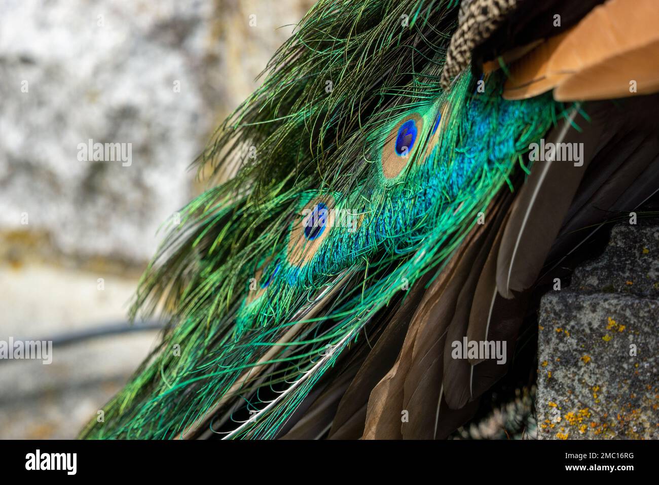 A closeup of a Peafowl's vibrant feathers Stock Photo