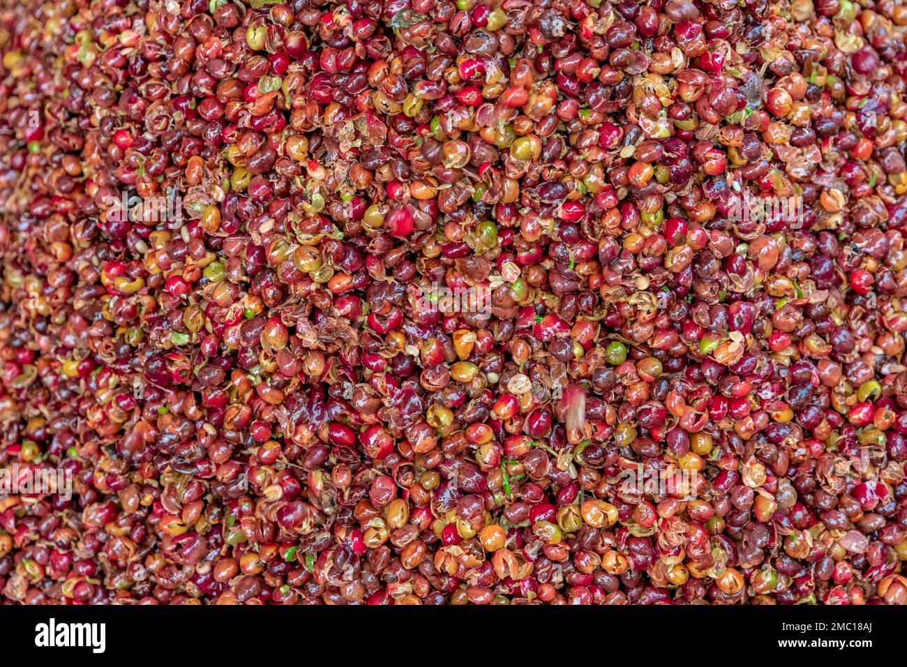 coffee bean husks on farm Stock Photo Alamy
