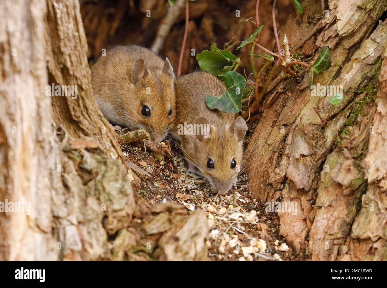 2 wood mice (Apodemus sylvaticus) in a tree fork, Wetzlar, Hesse