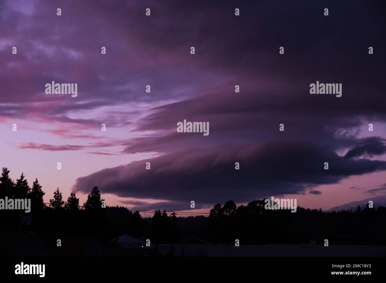 A forest with tall trees and the clouds in the purple evening sky Stock ...