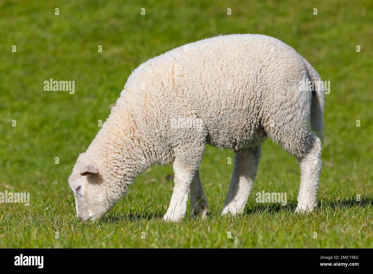 Young domestic sheep (Ovis gmelini aries), lamb grazing in a meadow, animal child, Schleswig-Holstein, Germany Stock Photo