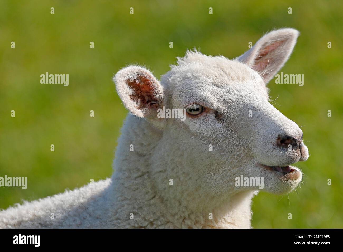 Young domestic sheep (Ovis gmelini aries), lamb, animal portrait, animal child, Schleswig-Holstein, Germany Stock Photo